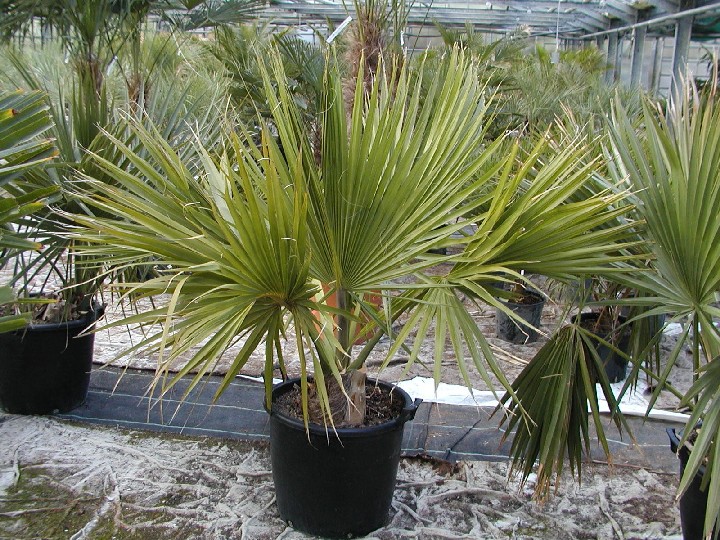 Sabal minor 70/90cm